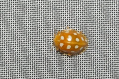 Halyzia sedecimguttata